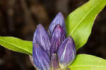 Showy gentian